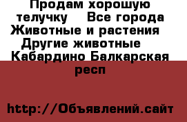 Продам хорошую телучку. - Все города Животные и растения » Другие животные   . Кабардино-Балкарская респ.